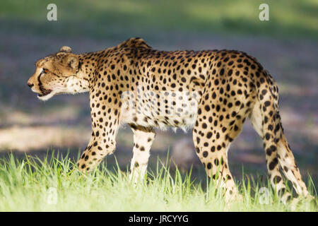 Le Guépard (Acinonyx jubatus), femme de sang à groin, Désert du Kalahari, Kgalagadi Transfrontier Park, Afrique du Sud Banque D'Images