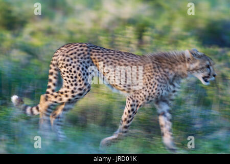 Le Guépard (Acinonyx jubatus), femelle sub-adulte, la marche pendant la saison des pluies dans un cadre verdoyant, Désert du Kalahari Banque D'Images