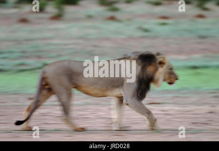 Lion (Panthera leo), mâle à crinière noire, saison des pluies avec un cadre vert, Désert du Kalahari, Kgalagadi Transfrontier Park Banque D'Images
