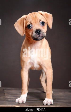 Tan/brown Puggle/ chiot Pug et permanent looking at camera Banque D'Images
