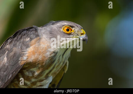 Libre Besra ou peu (Éperviers Accipiter virgatus) Banque D'Images