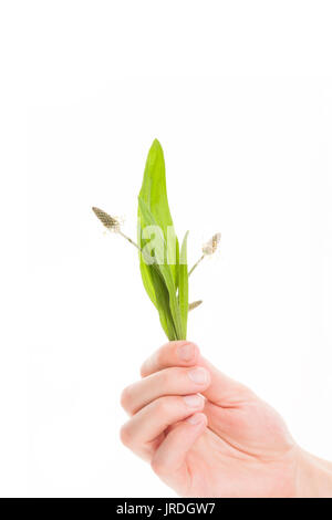 Main tenant les plantains santé feuilles isolées sur fond blanc. Remède naturel, la médecine alternative, plante médicinale. Fleawort. Banque D'Images