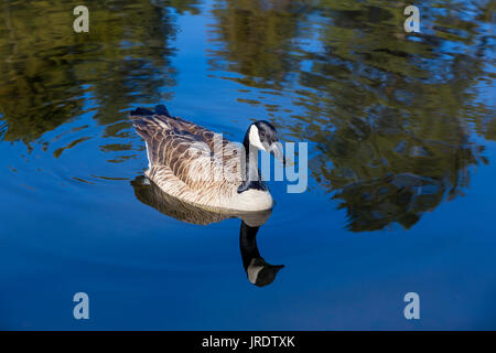 La bernache du Canada, Branta canadensis, étang d'eau douce, marin anglais Cheese Company, Hicks Valley Ranch, Novato, comté de Marin, en Californie Banque D'Images