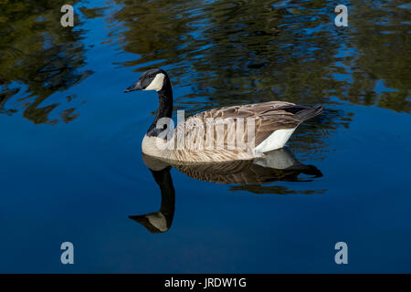 La bernache du Canada, Branta canadensis, étang d'eau douce, marin anglais Cheese Company, Hicks Valley Ranch, Novato, comté de Marin, en Californie Banque D'Images