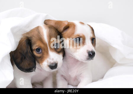 Deux chiots teckel blanche et beige de câliner dans des draps blancs Banque D'Images