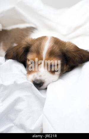 Tan et blanc/marron chiot teckel dormir dans des draps blancs Banque D'Images