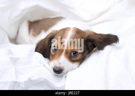 Tan et blanc/marron chiot teckel dormir dans des draps blancs Banque D'Images