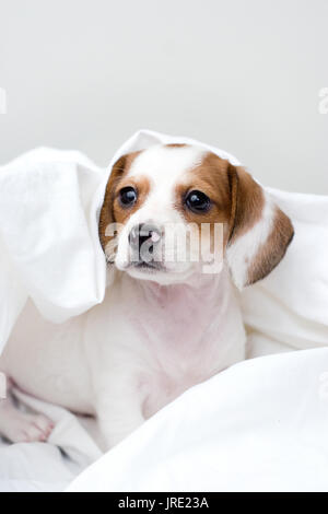 Tan et blanc/marron chiot teckel dormir dans des draps blancs Banque D'Images