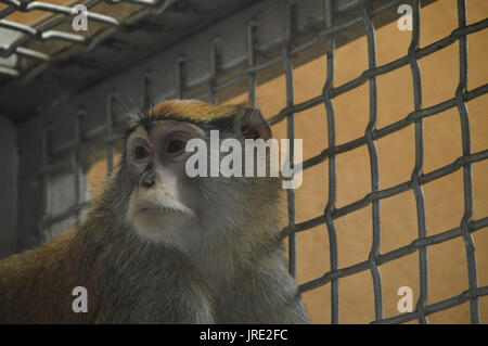 Patas monkey Banque D'Images