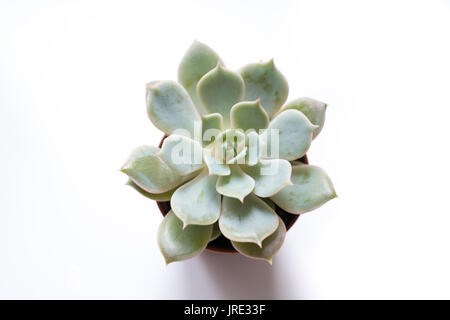 Plante succulente, mini cactus sur fond blanc Banque D'Images