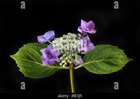 Hortensia Lacecap et feuillage fleur noir isolé contre Banque D'Images