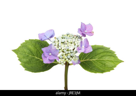 Hortensia Lacecap fleurs et feuillage isolés contre white Banque D'Images