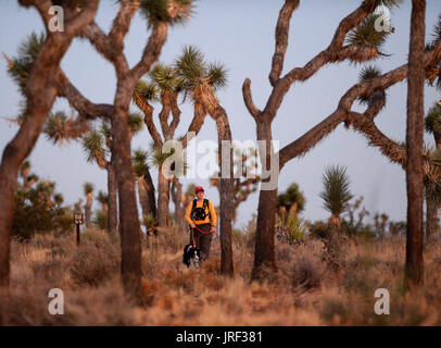 Le parc national Joshua Tree Search and Rescue Volunteer, Alice Waltermire, de rechercher les collines avec sa recherche chien pour deux randonneurs manquants en fin de soirée du vendredi 4 août 2017, dans le parc national Joshua Tree à Joshua Tree, Californie California State University Fullerton étudiants, Rachel Nguyen et Joseph Orbeso ont disparu depuis deux semaines dans le parc. 4e août, 2017. Crédit : Steven K. Doi/ZUMA/Alamy Fil Live News Banque D'Images