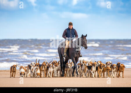 Fox Hounds sur la plage de Southport, Merseyside, août 2017. Météo Royaume-Uni. Un beau début ensoleillé de la journée sur la côte nord-ouest de l'Angleterre comme un Maître de Hounds exerce son cheval bien-aimé et les chiens de chasse Harrier sur le sable doré de la plage de Southport à Merseyside. Le Harrier est une race de chien de taille moyenne de la classe des chiens, utilisée pour chasser les lièvres en les traquant. Il ressemble à un Foxliard anglais mais il est plus petit, mais pas aussi petit qu'un Beagle. Crédit : Cernan Elias/Alay Live News Banque D'Images