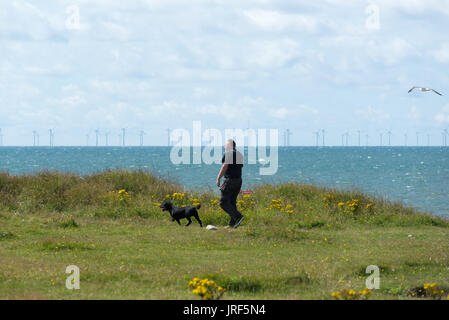 Walney Island, Barrow-in-Furness, Cumbria, Royaume-Uni, 5th août 2017. Un soleil éclatant sur Biggar Bank. Marcher le chien dans l'air frais de la côte exposée sur la côte nord-ouest de l'Angleterre avec des éoliennes offshore d'un parc éolien en mer. Banque D'Images