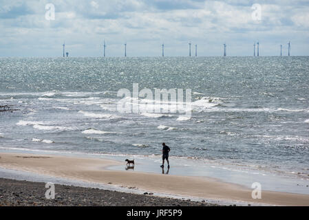 Walney Island, Barrow-in-Furness, Cumbria, Royaume-Uni, 5th août 2017. Un soleil éclatant sur Biggar Bank. Marcher le chien sur la plage en plein air de la côte exposée sur la côte nord-ouest de l'Angleterre avec des éoliennes offshore d'un parc éolien en mer. Banque D'Images