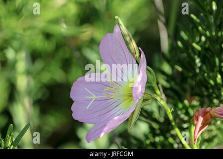 Gros plan unique de fleur rose printemps wildflower aka pink lady, Mexicain, siskiyou, onagre, oenorthera speciosa-une délicate tolérant la sécheresse Banque D'Images