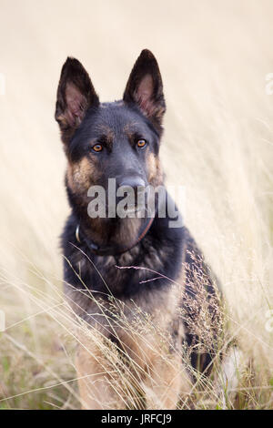 Chien Berger Allemand s'asseoir dans la zone portrait Banque D'Images