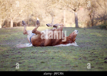 Les placer à l'arrière du cheval et le plaisir de se rouler dans le sable. Goujon de race Haflinger on meadow Banque D'Images