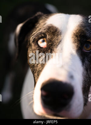 Orange et bleu oeil regarde à partir d'un visage chiens Banque D'Images