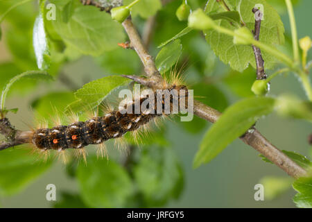 Goldafter Goldafter, Dunkler Raupe frisst, un Weißdorn Euproctis chrysorrhoea, brown, queue, browntail-moth, Caterpillar, le cul brun, Lymantriinae, tr Banque D'Images