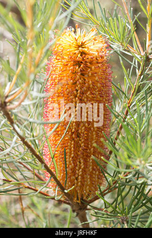 Banksia australiennes indigènes jaune fleur sur arbre à feuillage vert contre Banque D'Images