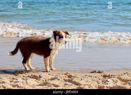 Brown et blanc chien de race Border Collie standing on beach Banque D'Images