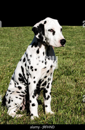 Noir et blanc chiot Dalmatien dog sitting on grass Banque D'Images