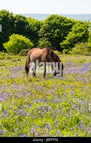 Poneys Exmoor sauvages parmi les pâturages bluebells au sommet de Cothelstone Hill, collines de Quantock, Somerset, England, UK Banque D'Images