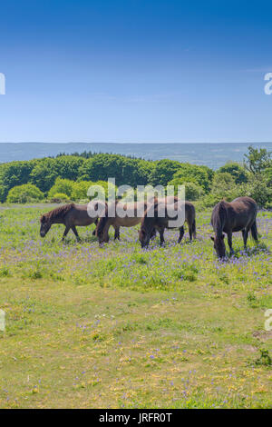 Poneys Exmoor sauvages parmi les pâturages bluebells au sommet de Cothelstone Hill, collines de Quantock, Somerset, England, UK Banque D'Images