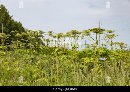 Sosnowskys berce du Caucase, Heracleum sosnowskyi Banque D'Images