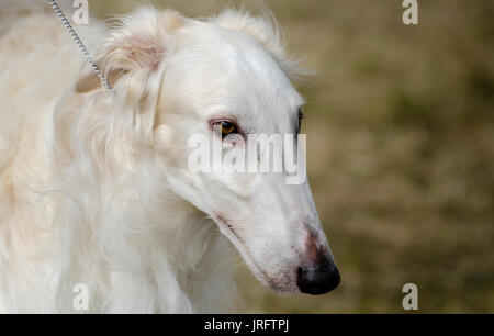 Head shot of Sight Hound Barzoï Banque D'Images