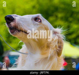 Head shot of Sight Hound Barzoï Banque D'Images