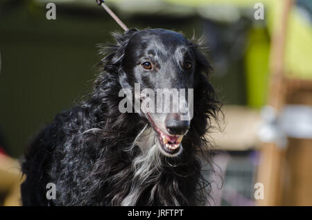 Head shot of Sight Hound Barzoï Banque D'Images