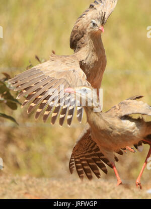 Litige de territoire de red-legged seriemas Banque D'Images