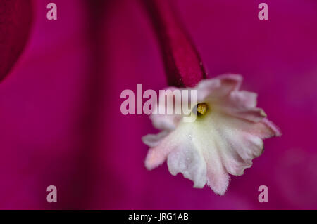 Fleurs de bougainvilliers couverts par des gouttelettes de pluie. Macro Photographie Banque D'Images