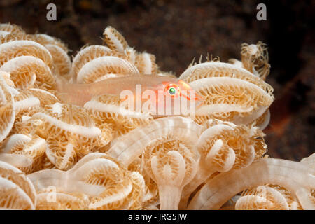Gobby de corail mou, Pleurosicya boldinghi, reposant dans le corail mou, Xenia sp.Tulamben, Bali, Indonésie. Mer de Bali, Océan Indien Banque D'Images