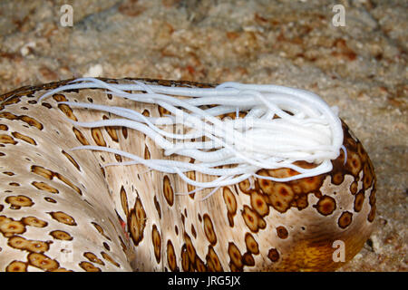 Leopard le concombre de mer, Bohadschia Argus, de l'extrusion de l'Cuvierian collant blanc de tubules de l'anus. Banque D'Images