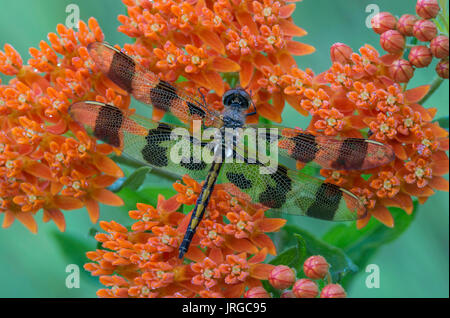 Fanion Halloween sur libellule fleurs asclépiade (Asclepias tuberosa), E USA par Skip Moody Banque D'Images