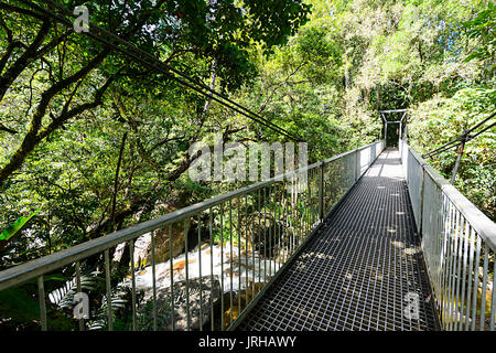 Rex Creek pont enjambant un ruisseau dans la forêt tropicale à Mossman Gorge, Daintree National Park, Far North Queensland, Queensland, Australie, FNQ Banque D'Images