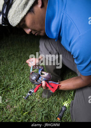 Surveillance du crabe de coco ( Birgus latro ) à Motobu, Okinawa, Japon l'habitat le plus septentrional de l'espèce. Espèces de marquage biologiste marin. Banque D'Images