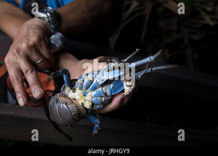 Crabe de cocotier (Birgus latro) surveillance dans Motobu, Okinawa, Japon le plus nord de l'habitat de l'espèce. Biologiste marin Shinichiro Oka détenant un Banque D'Images