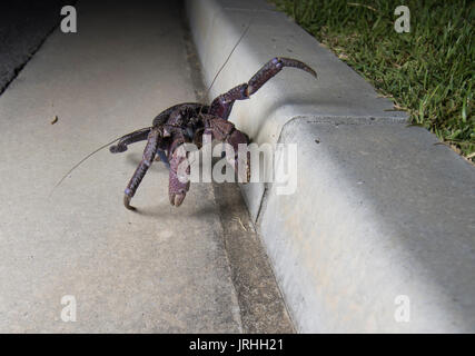 Crabe de cocotier (Birgus latro) surveillance dans Motobu, Okinawa, Japon le plus nord de l'habitat de l'espèce. Crabe de cocotier grimper les freiner. Banque D'Images