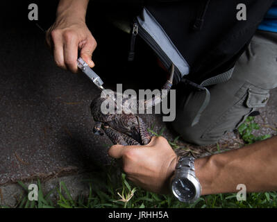 Crabe de cocotier (Birgus latro) surveillance dans Motobu, Okinawa, Japon, biologiste de la Shin-ichiro Oka tagging un crabe. Banque D'Images