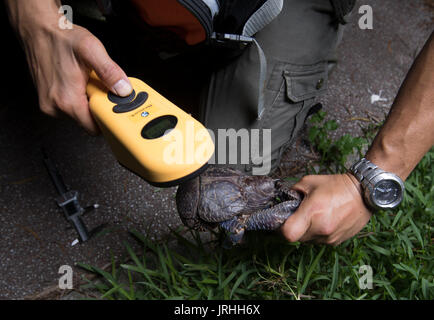 Crabe de cocotier (Birgus latro) surveillance dans Motobu, Okinawa, Japon le plus nord de l'habitat de l'espèce. Biologiste marin, Shin-ichiro Oka contrôler les étiquettes électroniques de crabe Banque D'Images