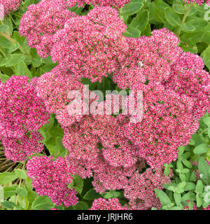 Sedum Autumn Joy rose fleurs Banque D'Images