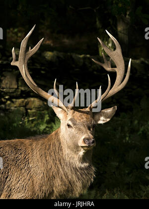 Large red deer stag avec couronne de bois magnifiques, du soleil sur un fond sombre,Charnwood Forest, Leicestershire, Angleterre, Royaume-Uni Banque D'Images