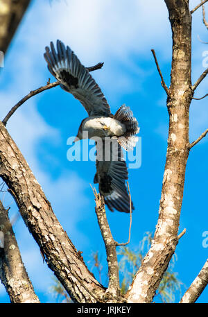 Kookaburra en vol dans la région de Cape Byron Bay, NSW, Australie. Banque D'Images