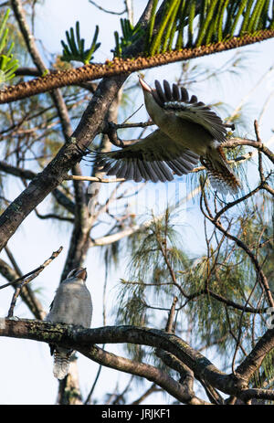 Kookaburra en vol dans la région de Cape Byron Bay, NSW, Australie. Banque D'Images