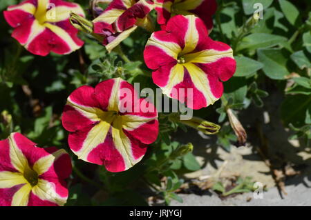 fleur Petunia Banque D'Images